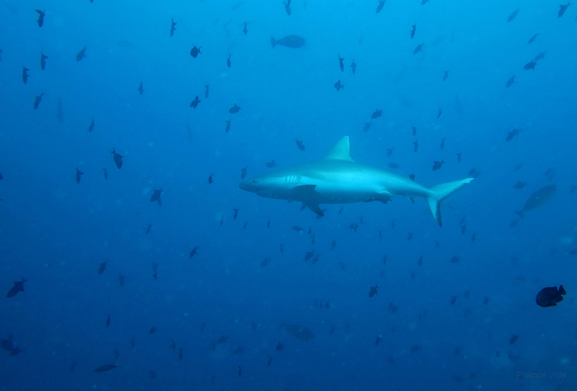 IMG_1045rf_Maldives_Madoogali_Plongee 10_Anghoti thila_Requin gris de recif ou  Dagsit_Carcharhinus amblyrhynchos.jpg